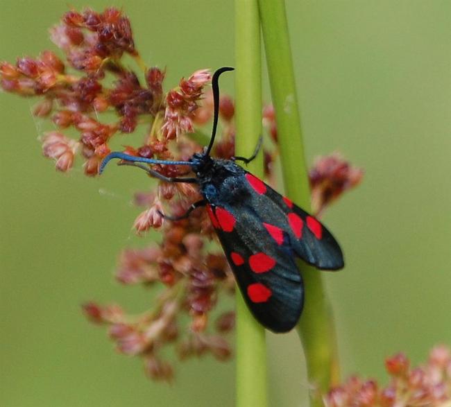 Five Spot Burnet