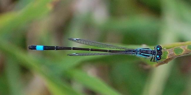 Blue Tailed Damselfly male