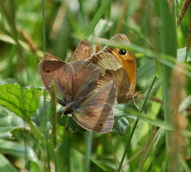 Meadow Browns