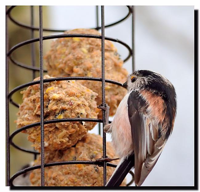 Long-tailed Tit