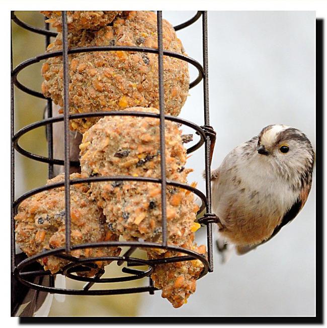 Long-tailed Tit