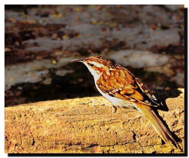 Treecreeper