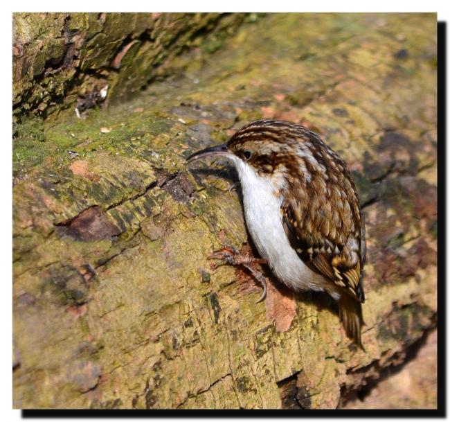 Treecreeper