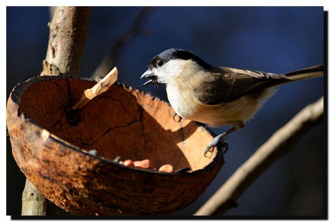 Marsh Tit