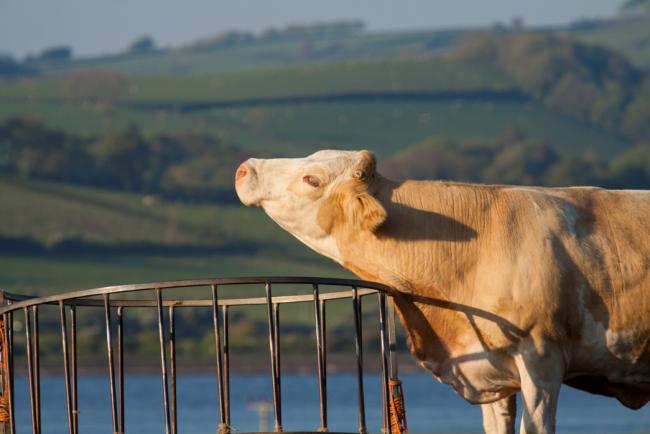 Cow scratching