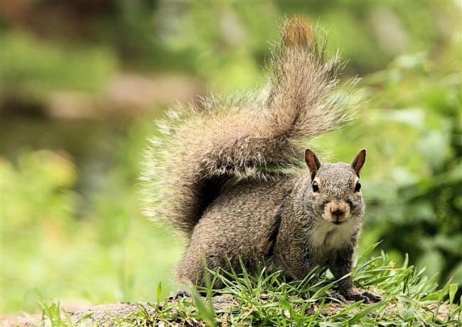 grey squirrel