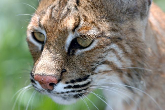 Bobcat1