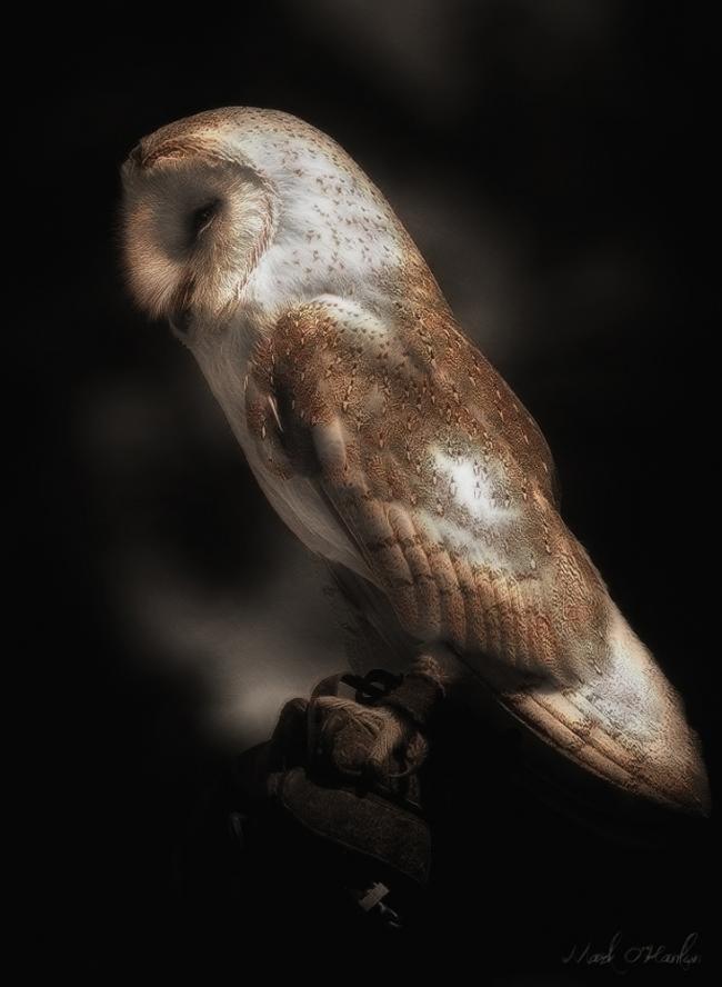 Barn Owl