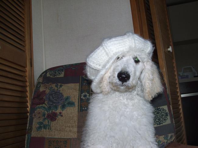 Polo at three months old on holiday in a caravan