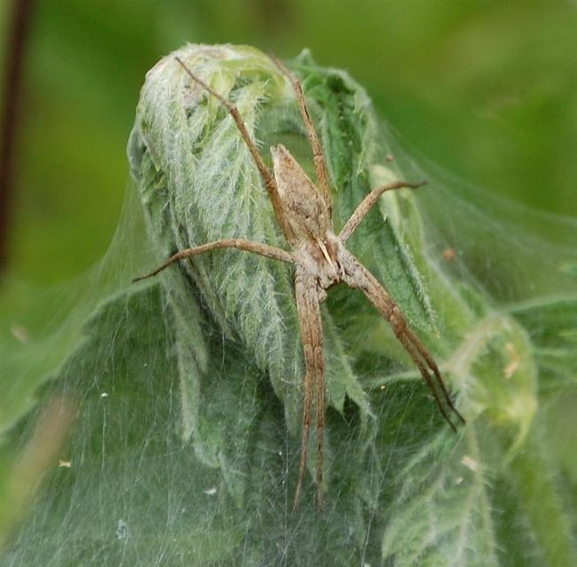 spider on nest