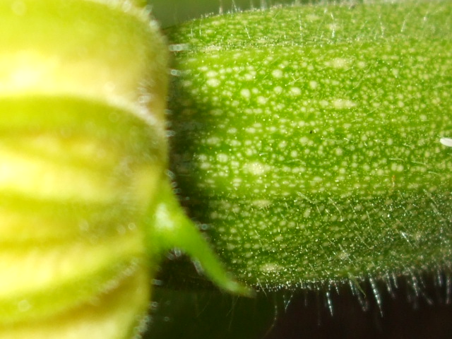 Courgette