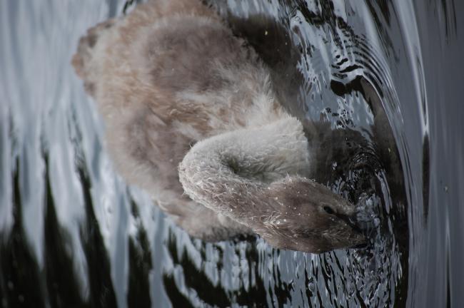 Cygnet