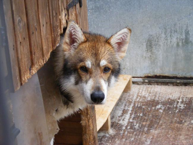 Utonagan male