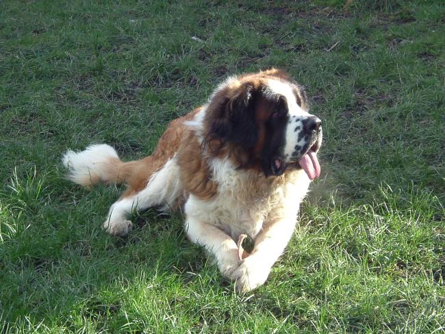 St Bernard