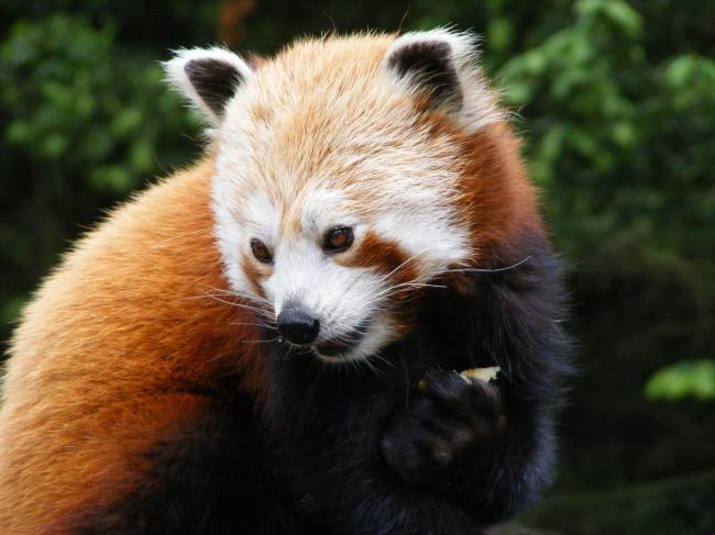 Red Panda