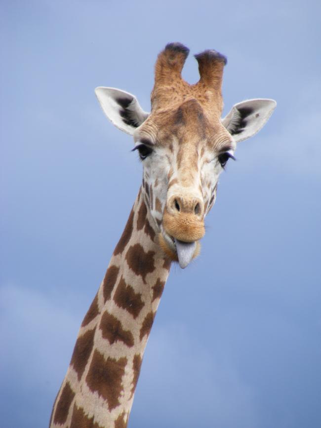 Giraffe