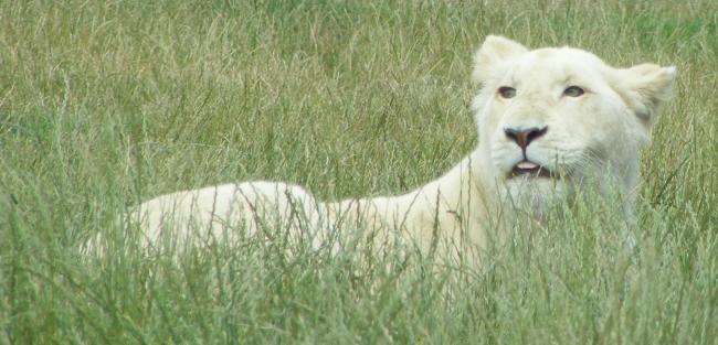 white lioness