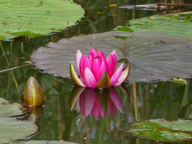 Water Lilly. A distant shot with zoom with panasonic DMC-TZ5